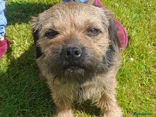Border Terrier dogs in Lockerbie - Advert 2