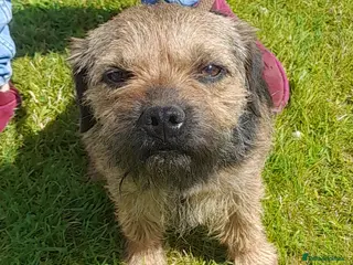 Border Terrier dogs At stud ,oxcroft Galloway in Lockerbie - Advert 21