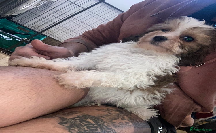 Cavapoo dogs in Blackpool - Advert 5