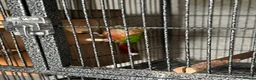 Conures birds for sale: Bonded breeding pair of Conures.  - Advert 3