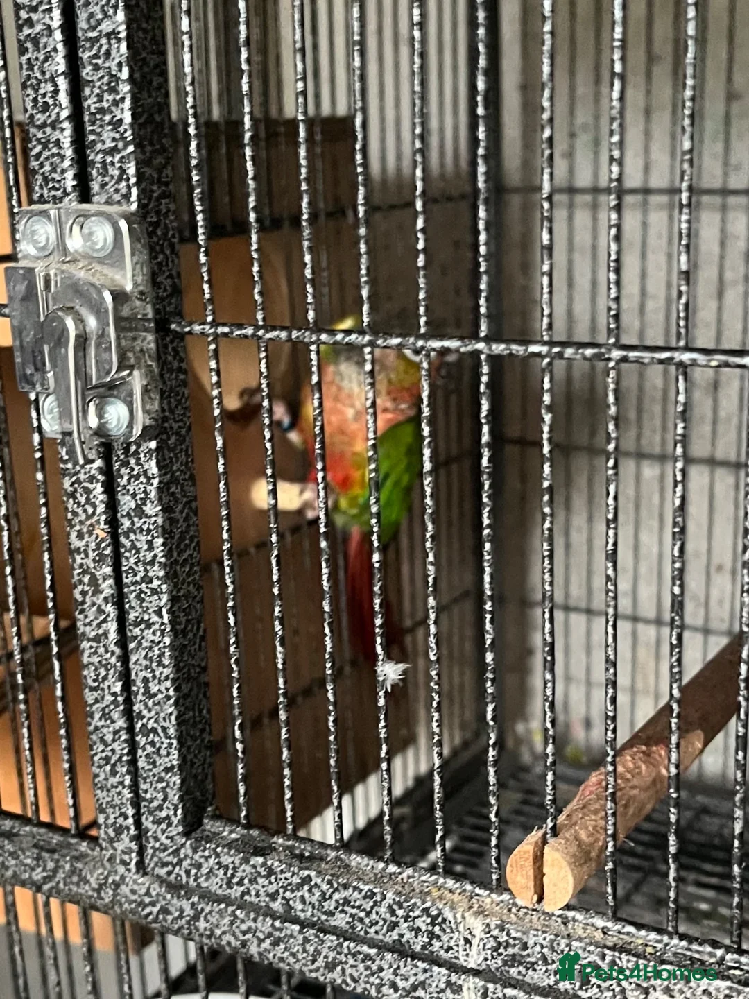 Conures birds for sale: Bonded breeding pair of Conures.  - Advert 3