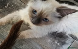 Ragdoll cats for sale: TICA Ragdoll Kittens (pet only)  - Image 7