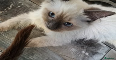 Ragdoll cats - Advert 2