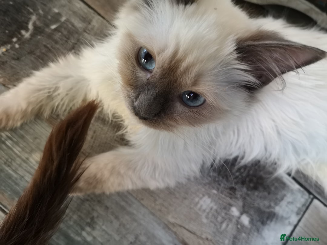 Ragdoll cats for sale: TICA Ragdoll Kittens (pet only)  - Image 7