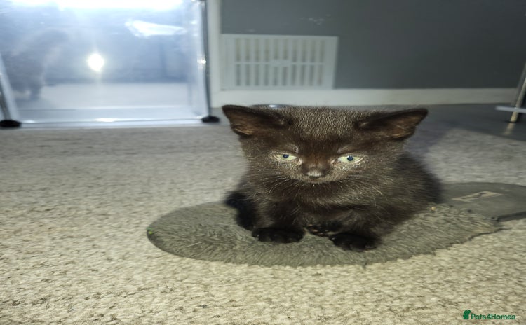 Domestic Shorthair cats - Advert 6