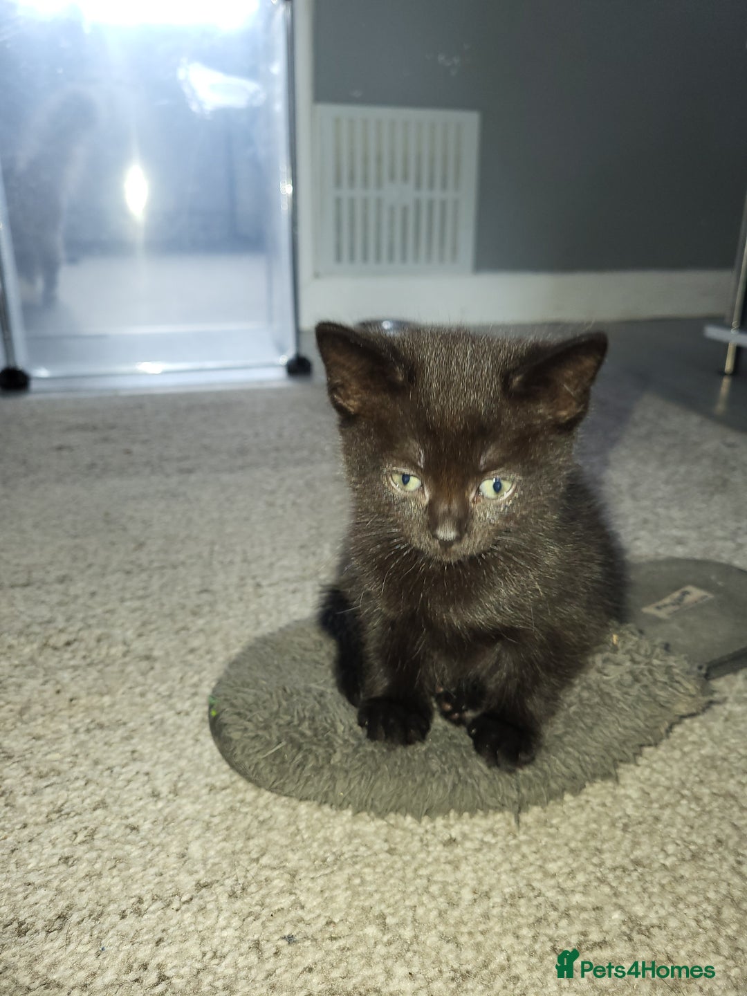 Domestic Shorthair cats for sale: Black kitten  - Image 1