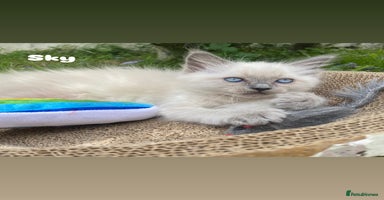 Ragdoll cats - Advert 16