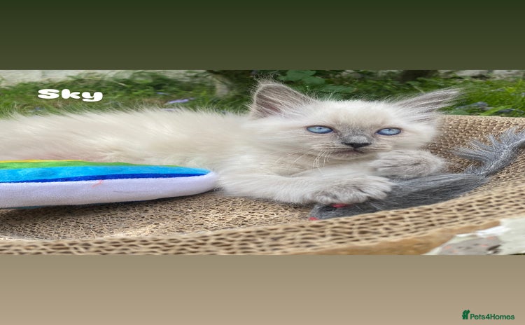 Ragdoll cats - Advert 1
