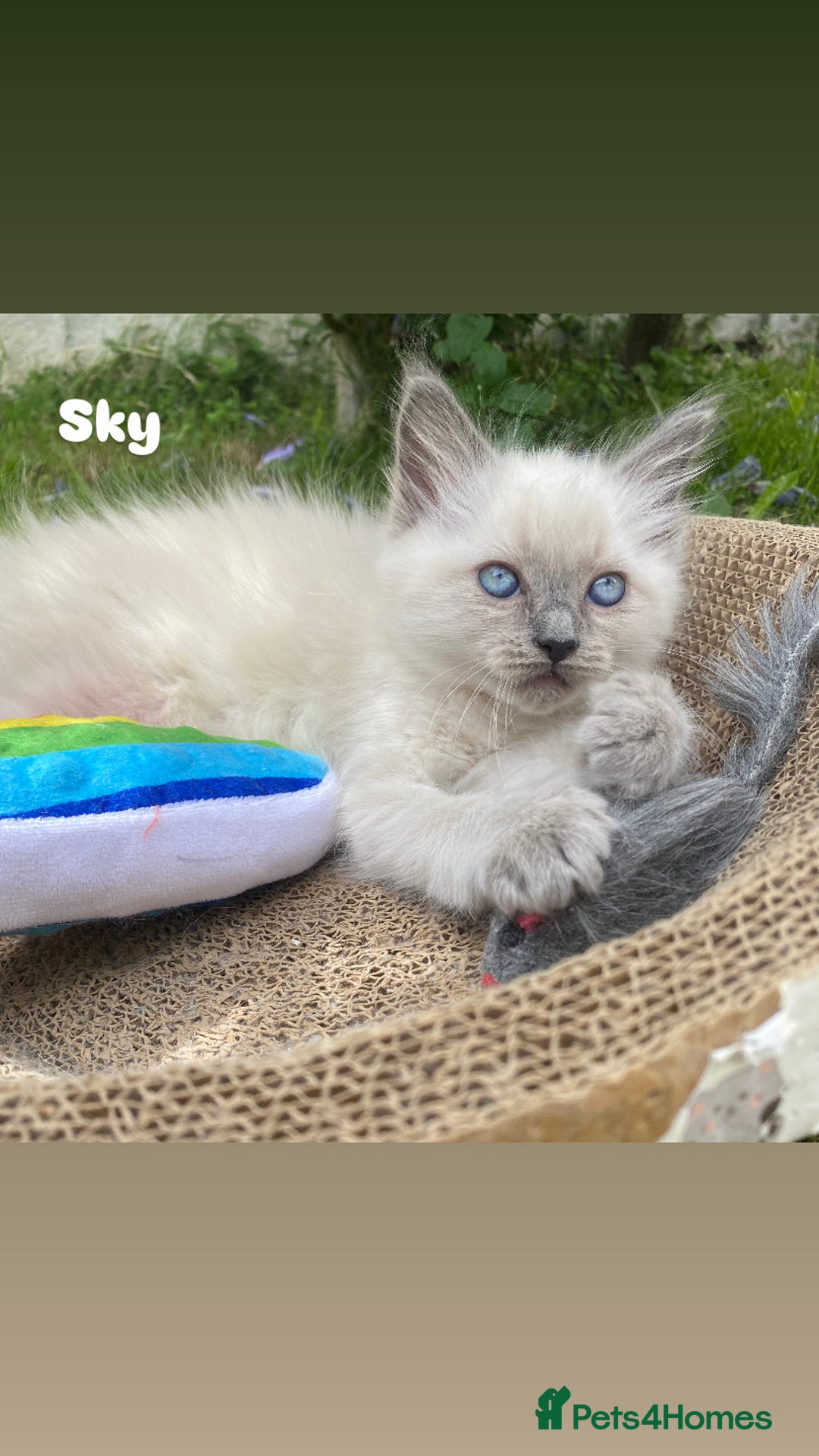 Ragdoll cats for sale: Pure breed ragdolls . Ready to leave SOON  - Image 4