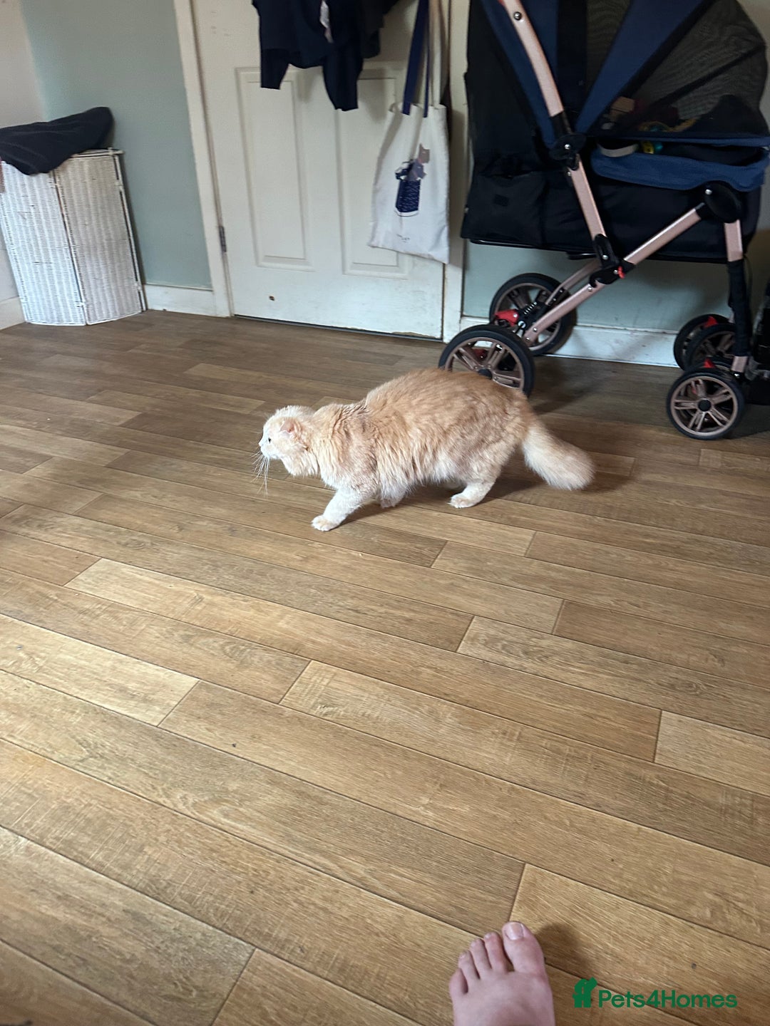 Scottish Fold cats for sale: Male Scottish fold - Image 4