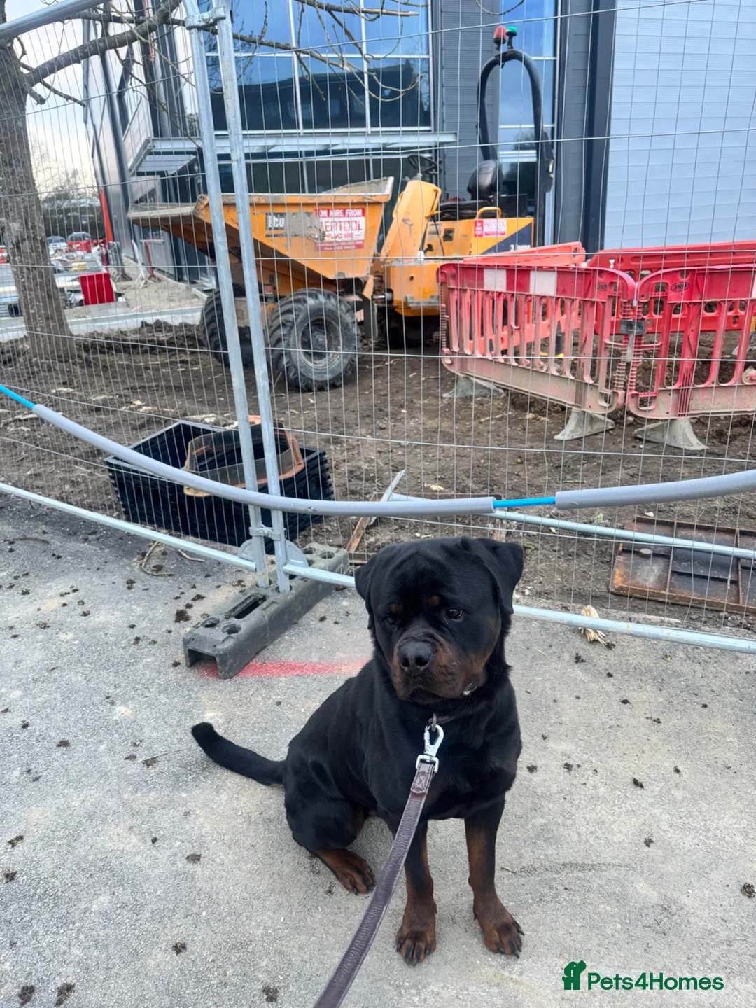 Rottweiler dogs for stud: BIG BONED GERMAN ROTTWEILER FOR STUD  - Advert 9