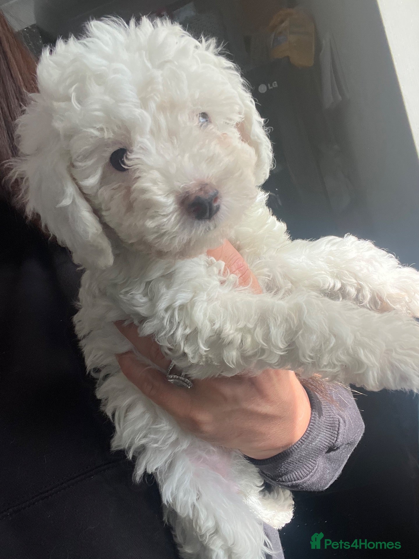 Cockapoo dogs Stunning cockapoo puppys  - Advert 12