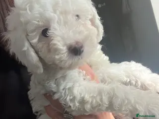 Cockapoo dogs Stunning cockapoo puppys - Advert 1