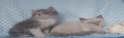 Siberian cats for sale: Pure Siberian kittens For Sale  - Advert 3