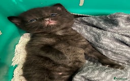 British Shorthair cats for sale: Two male kittens  - Image 5