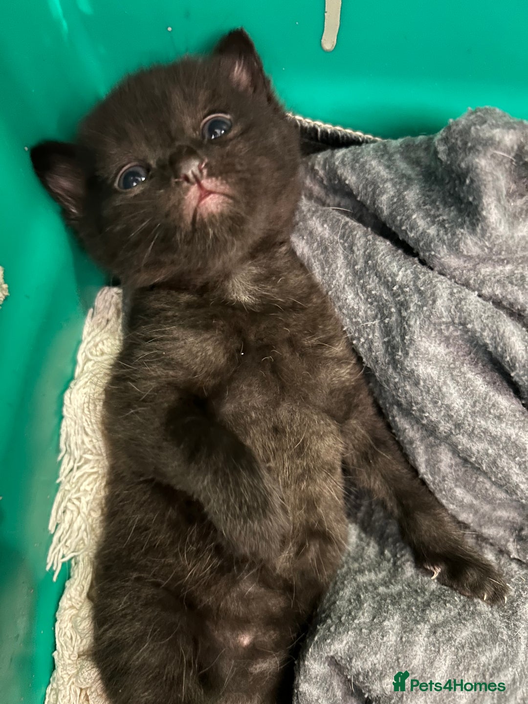 British Shorthair cats for sale: Two male kittens  - Image 5