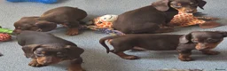 Miniature Dachshund dogs for sale: Stunning miniature dachshund puppies - Advert 18
