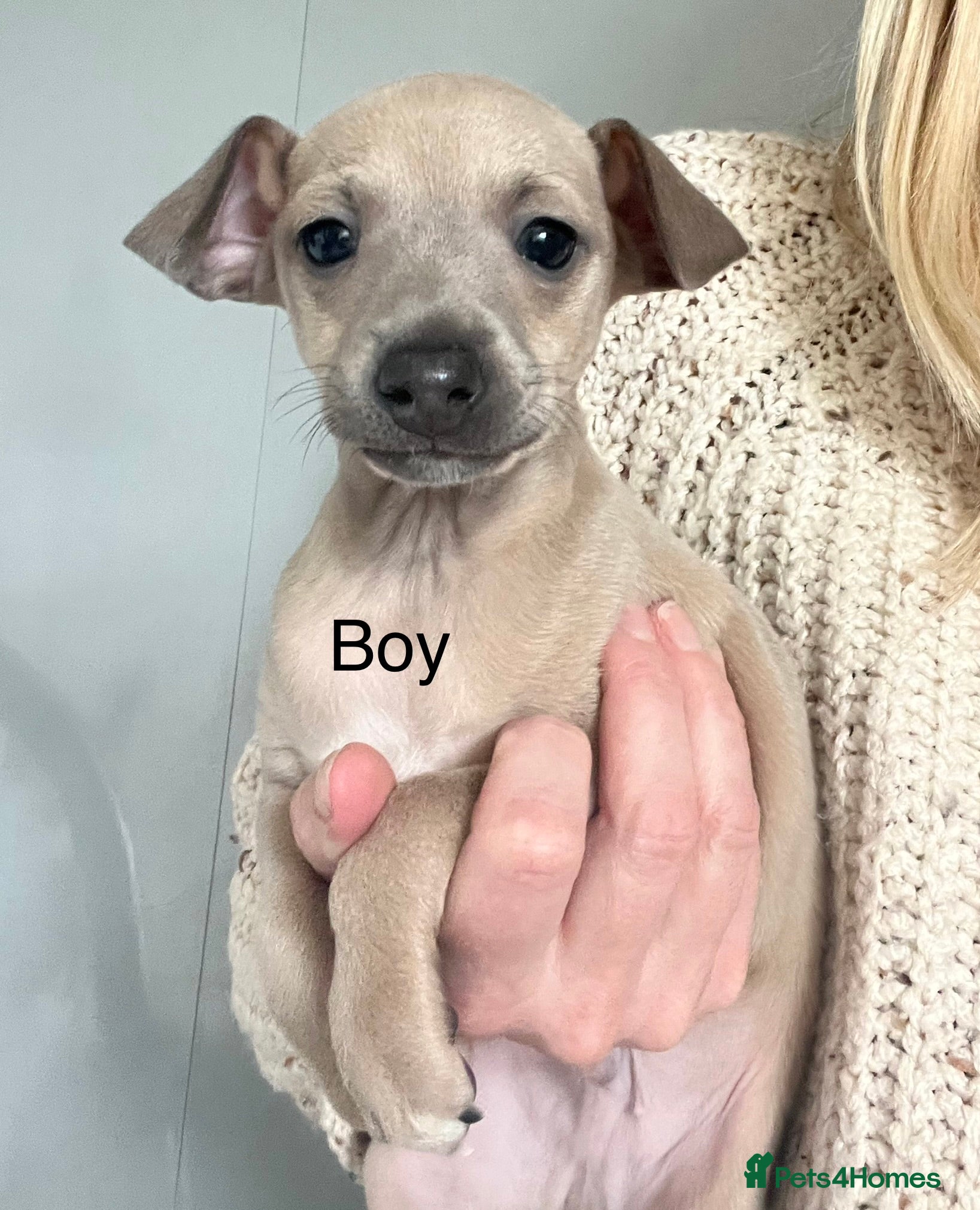 Italian Greyhound dogs kc registered Itatian greyhounds - Advert 3