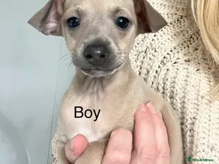 Italian Greyhound dogs kc registered Itatian greyhounds - Advert 3