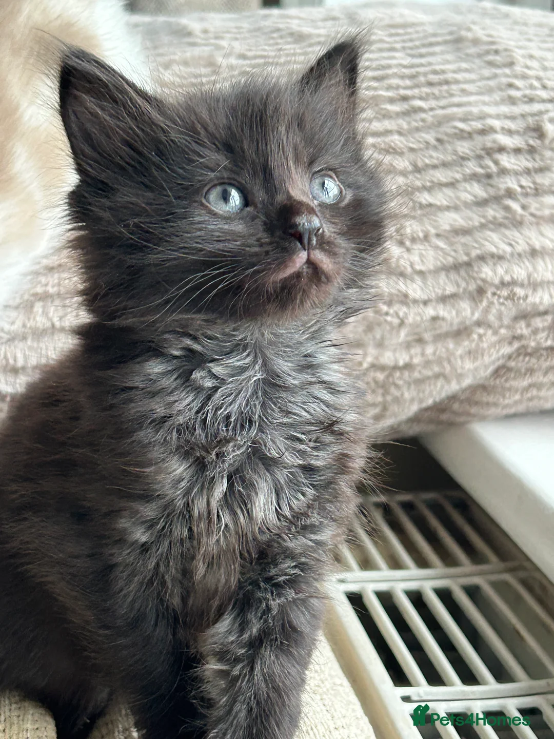 Mixed Breed cats for sale: Beautiful fluffy girl  - Advert 4