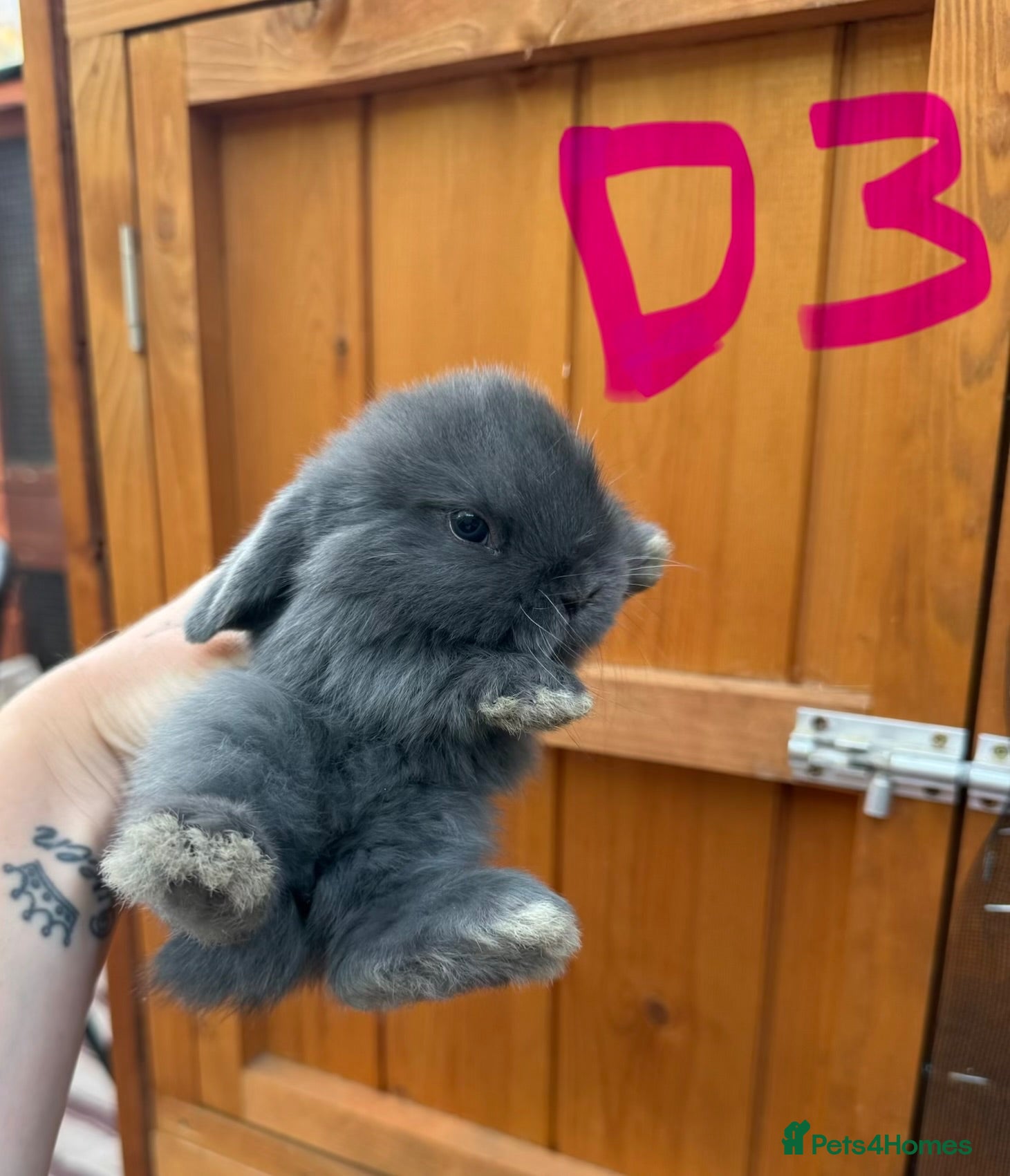 Mini Lop rabbits 1 Pure Mini Lop Doe 🩶 Leave 25th July  - Advert 2