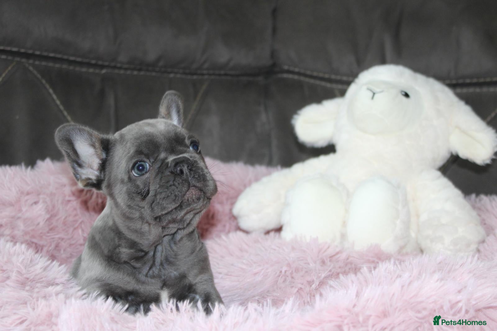 French Bulldog dogs 💜 5 beautiful kc registered  frenchie girls 💜 - Advert 16