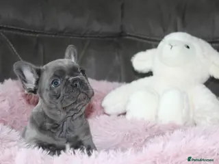 French Bulldog dogs 💜 5 beautiful kc registered frenchie girls 💜 - Advert 1