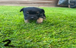 Border Terrier dogs for sale: Border Terrier Puppies  - Image 8