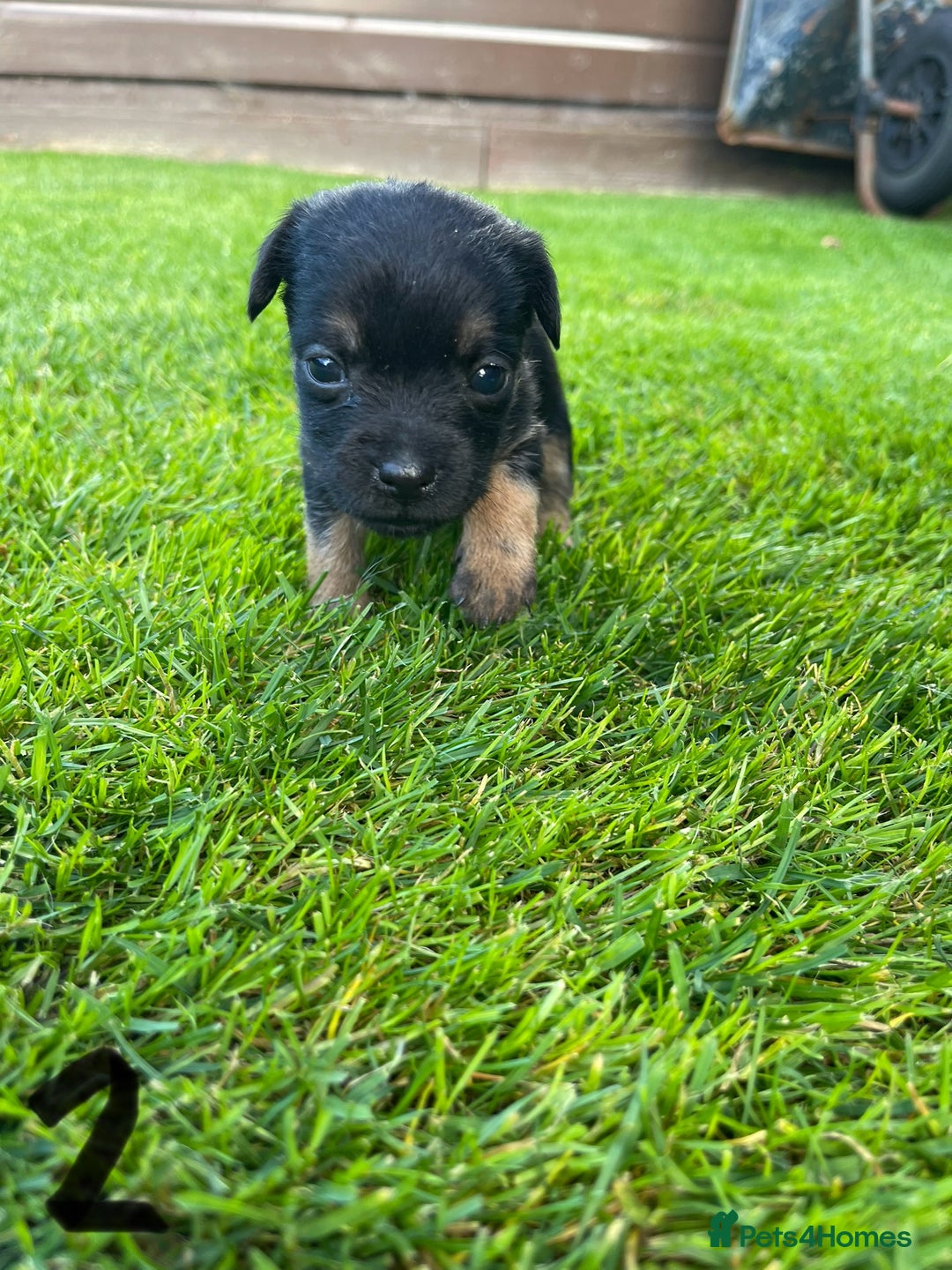 Border Terrier dogs for sale: Border Terrier Puppies  - Image 8