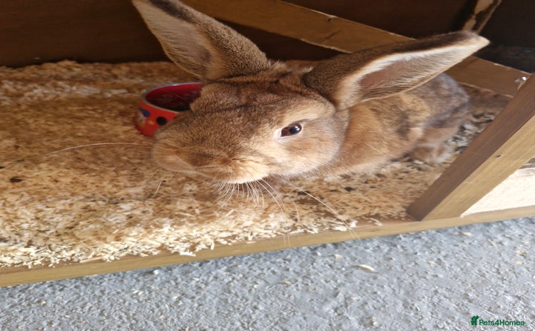 Netherland Dwarf rabbits - Advert 10