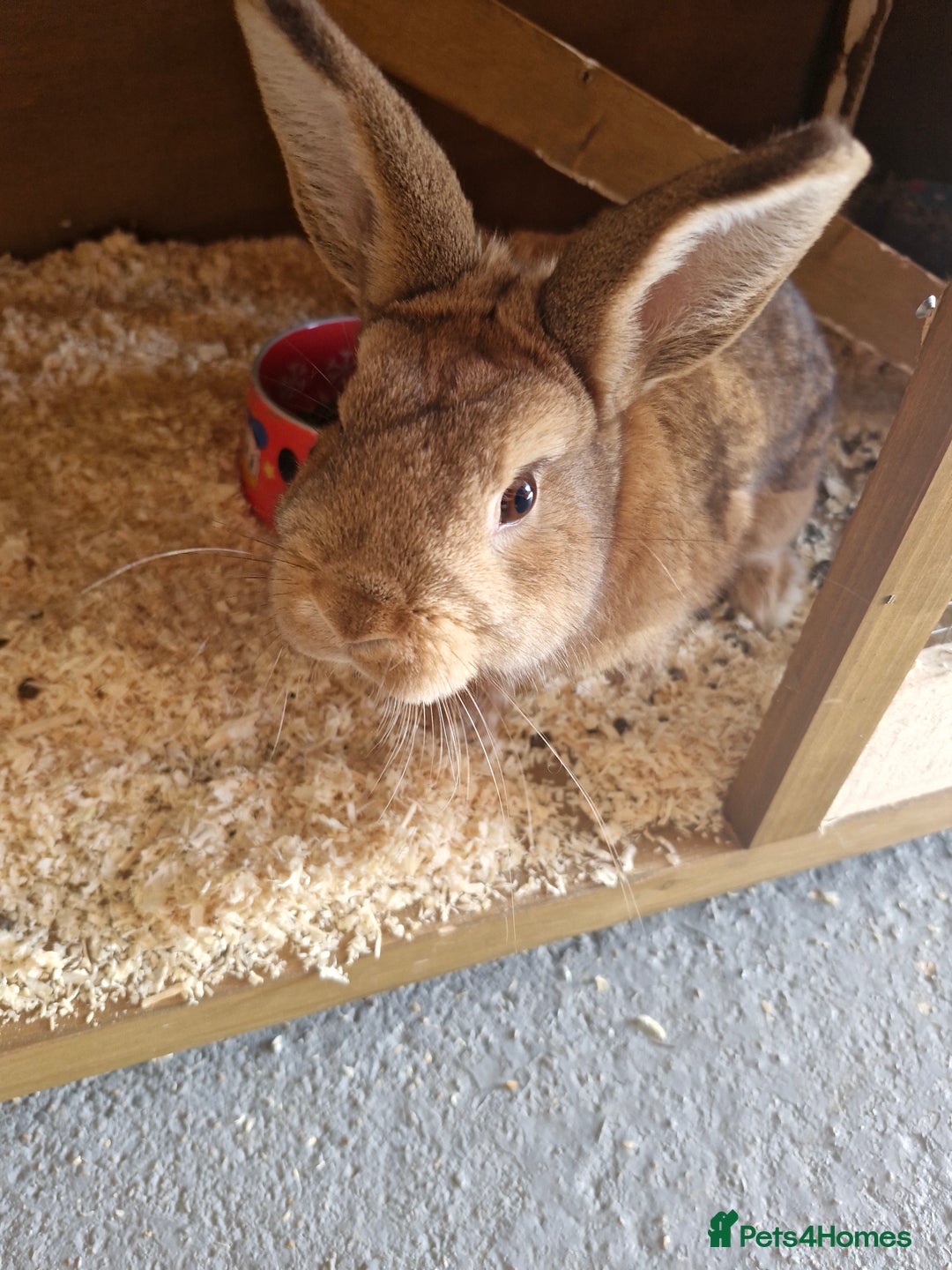 Netherland Dwarf rabbits for sale: Netherland dwarf rabbit  - Image 1