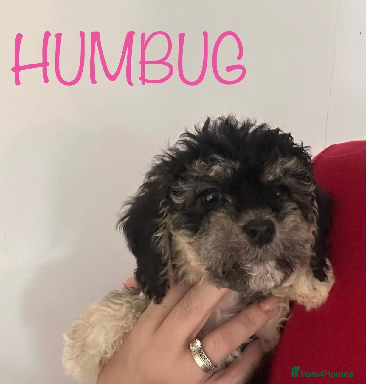 Cockapoo dogs 🐾 Beautiful F1bb Cockerpoo Puppies 🐾 - Advert 7