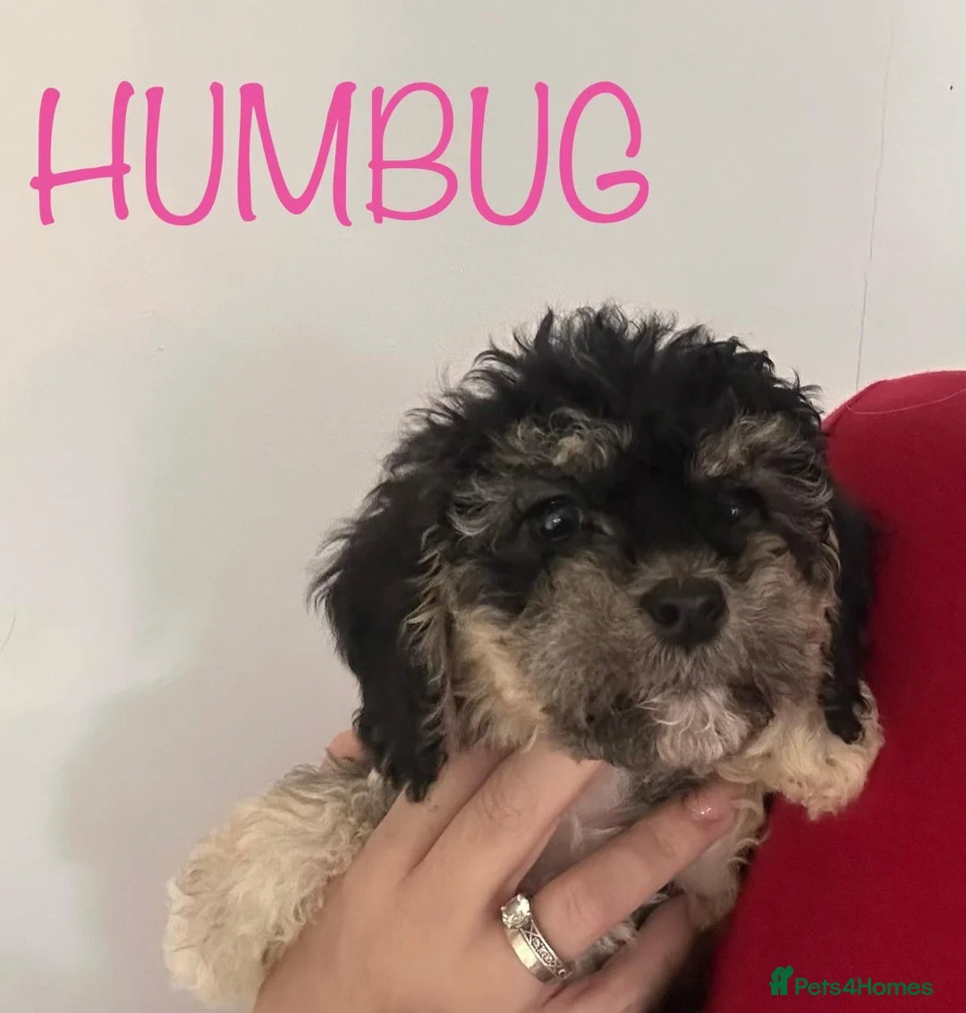 Cockapoo dogs for sale: 🐾 Beautiful F1bb Cockerpoo Puppies 🐾 - Advert 2