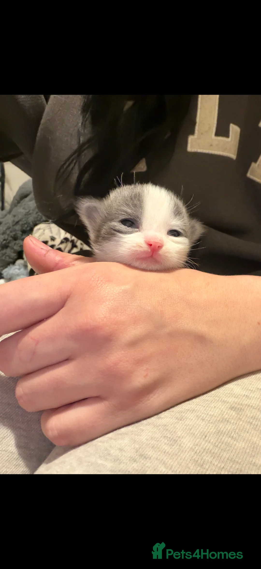 Maine Coon cats for sale: Mainecoon cross British shorthair  in Rochford - Advert 2