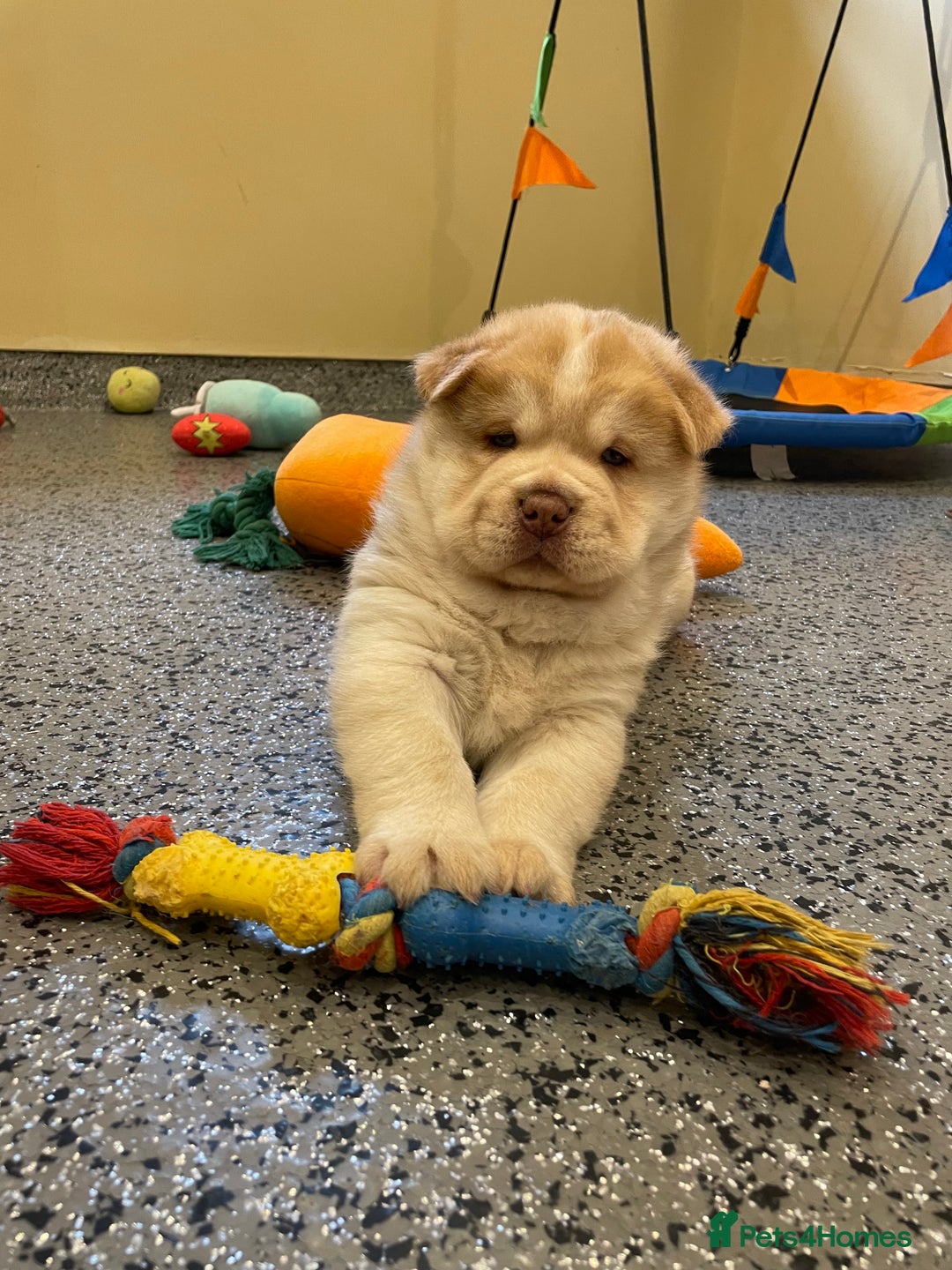 Mixed Breed dogs for sale: Genuine Chowski puppies  - Image 23