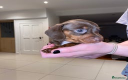 Miniature Dachshund dogs for sale: Dolly mixture dapple/piebald  - Image 17