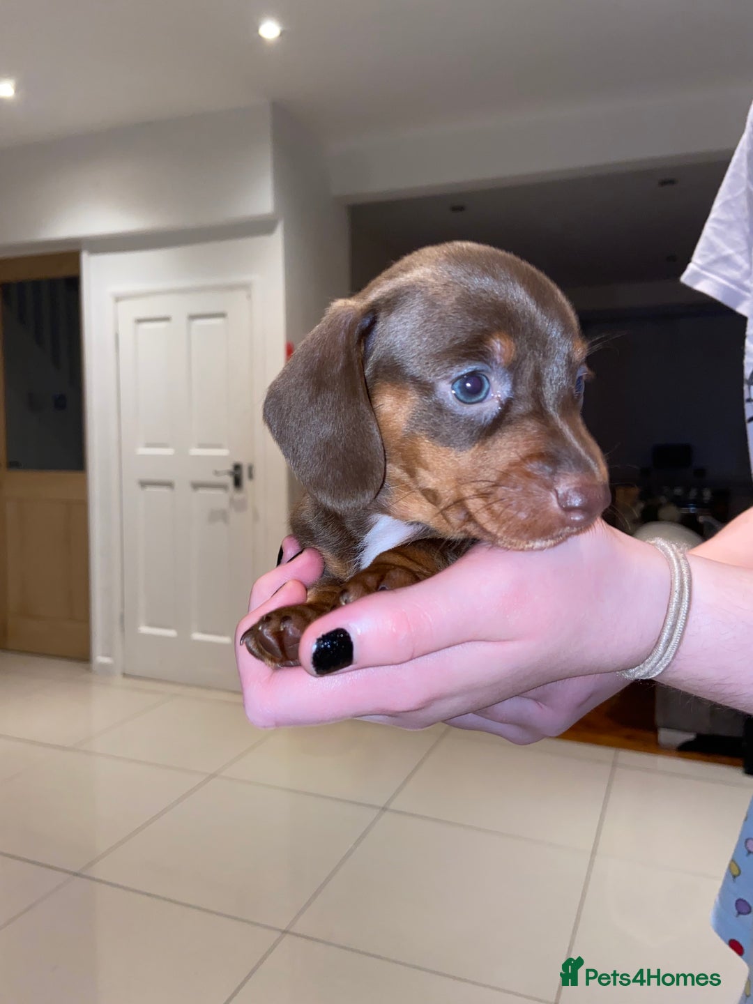 Miniature Dachshund dogs for sale: Dolly mixture dapple/piebald  - Image 17