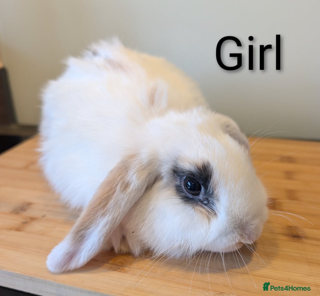 Mini Lop rabbits for sale: Lots of bunnies for sale  - Image 2