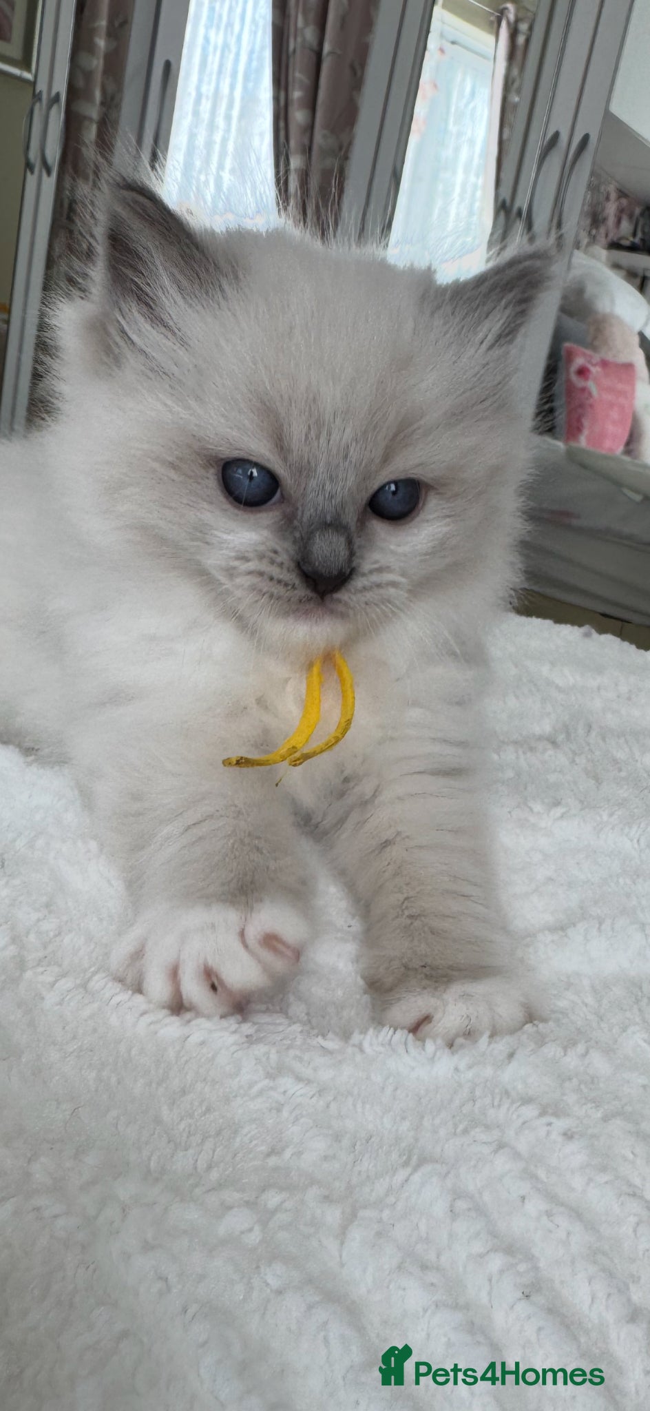 Ragdoll cats 🏆Gccf stunning ragdoll kittens (GRCH PARENTS 🥇) - Advert 2