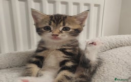 Mixed Breed cats for sale: Marble Bengal cross  - Image 9