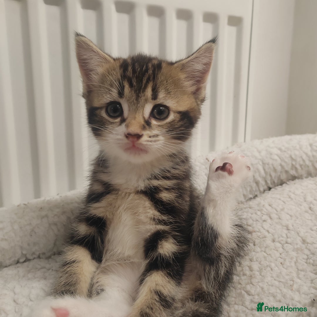 Mixed Breed cats for sale: Marble Bengal cross  - Image 9