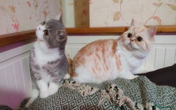 Exotic cats for sale: Two exotic shorthair boys  - Image 4