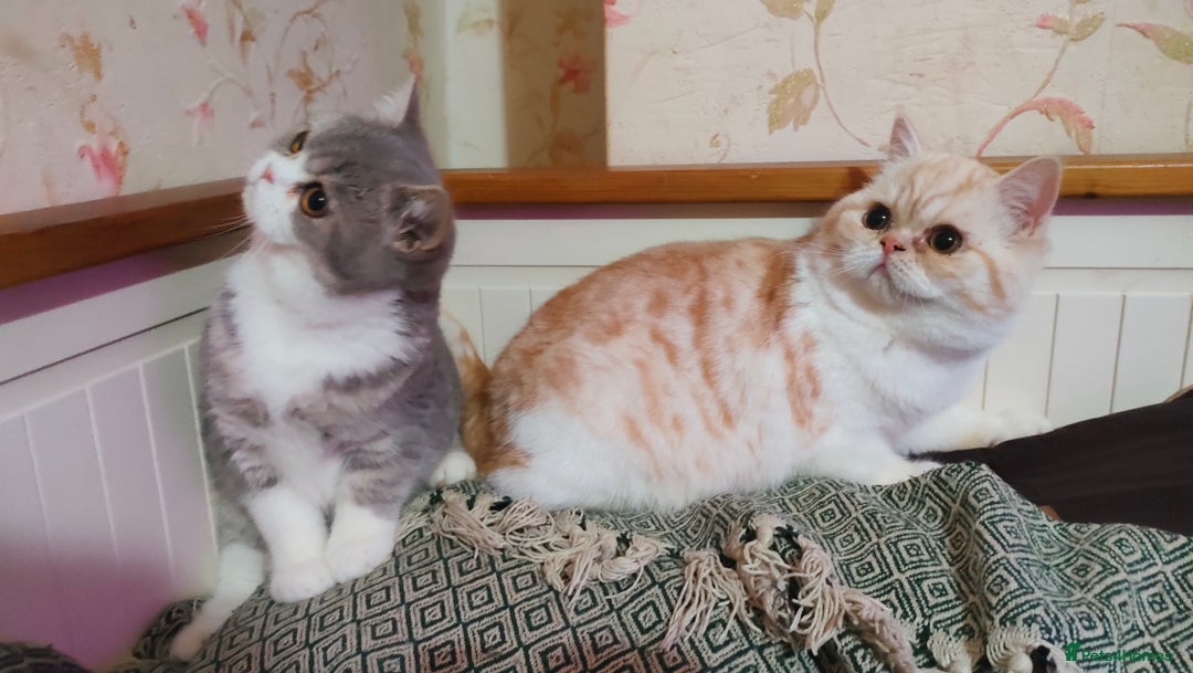 Exotic cats for sale: Two exotic shorthair boys  - Image 4
