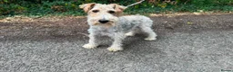Fox Terrier dogs for sale: Fox terrier puppy’s for sale  - Advert 10