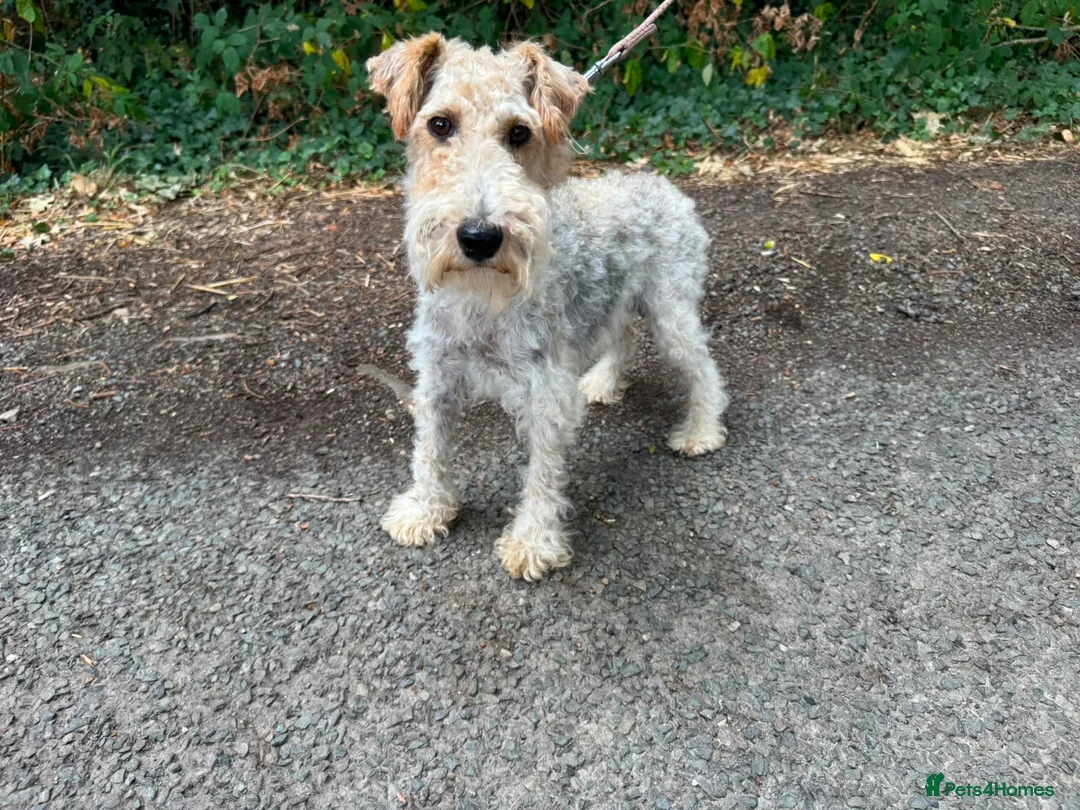 Fox Terrier dogs for sale: Fox terrier puppy’s for sale  - Advert 10