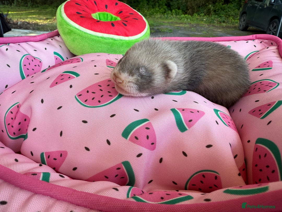 Ferret rodents for sale: Ferrets for sale  - Image 12