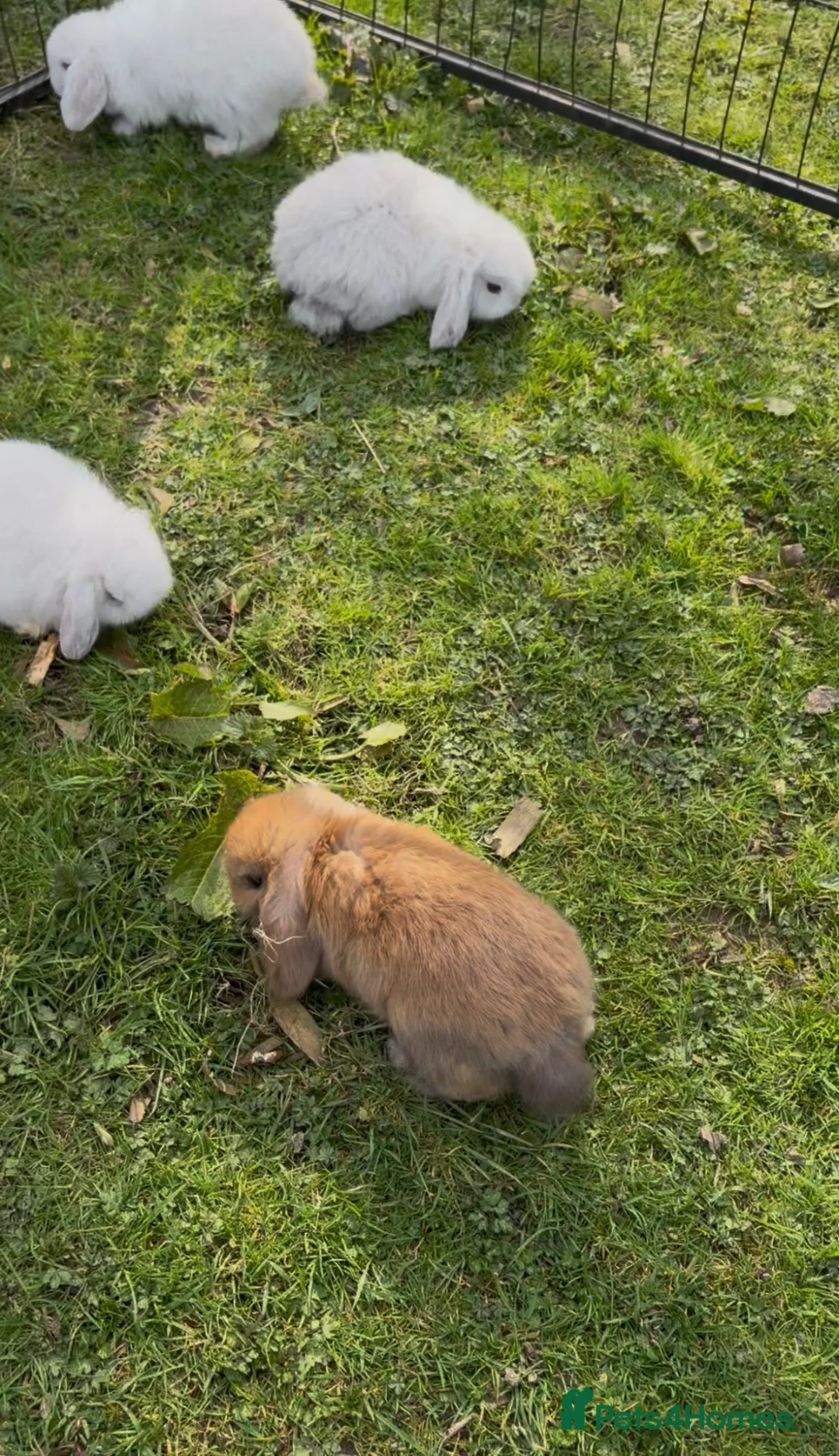 Mini Lop rabbits for sale: Mini lop bunnies  - Advert 2