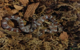 Corn Snake reptiles for sale: Beautiful Baby Corn Snakes for Sale - Image 3