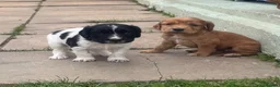 Cocker Spaniel dogs for sale: Beautiful litter of cocker spaniel puppies in Pontypool - Advert 8
