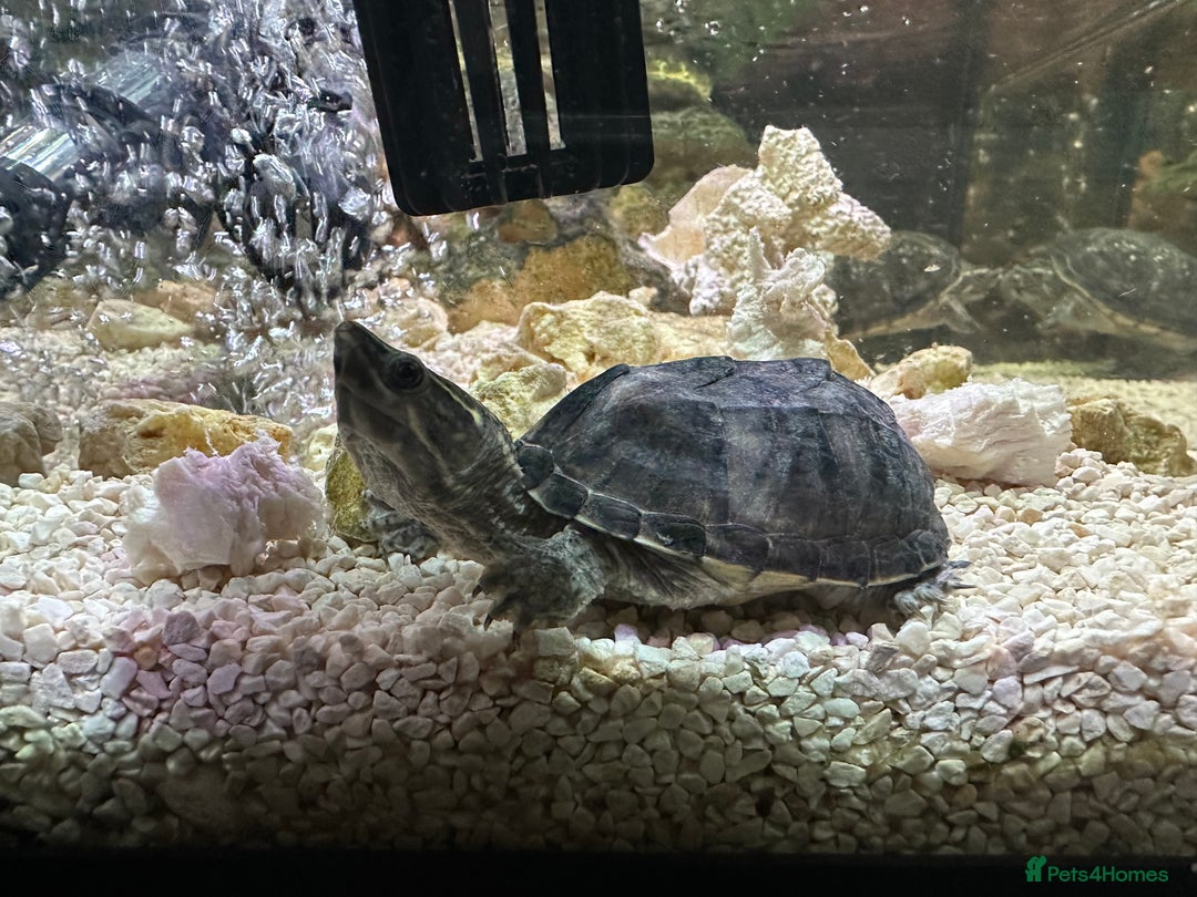 Turtle reptiles for sale: Musk Turtle for Sale – Healthy & Well-Cared-For 🐢 - Advert 3